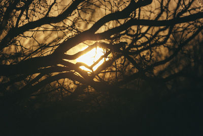 Silhouette bare trees in forest during sunset