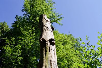 Low angle view of tree trunk against clear blue sky