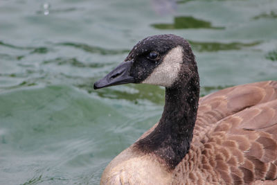 Close-up of bird in lake