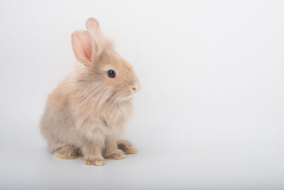 Close-up of a rabbit over white background