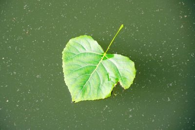 Close-up of leaves floating on water