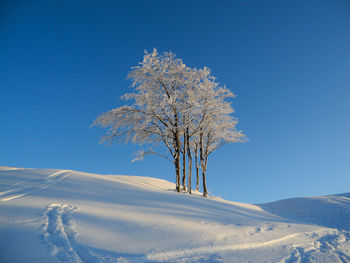 Bare tree against clear blue sky in winter