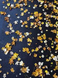 High angle view of yellow maple leaves