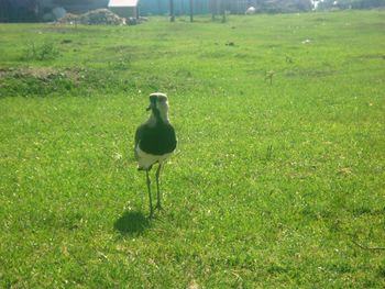 Bird perching on field