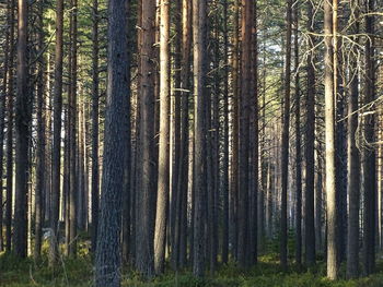 Pine trees in forest