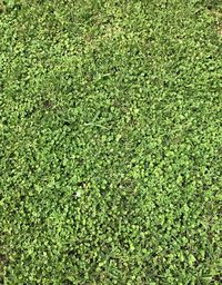 High angle view of soccer field