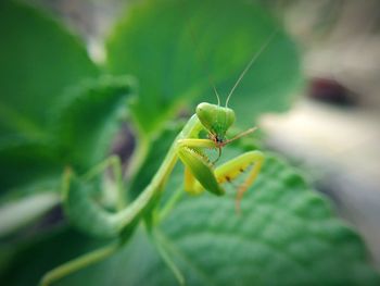 Close-up of insect on leaf