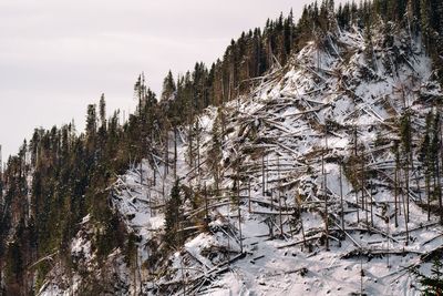 Pine trees on snow covered land against sky. deforestation