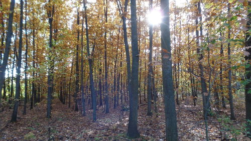 Trees in forest against sky