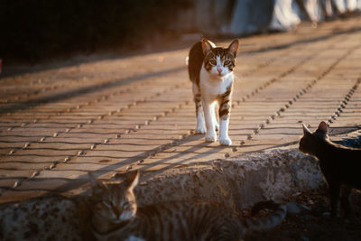 Portrait of cats