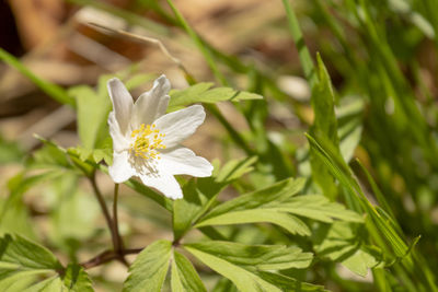 Close-up of white flowering plant