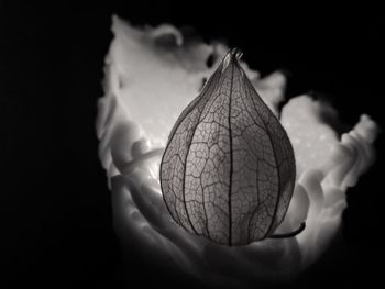 Close-up of hand holding fruit against black background