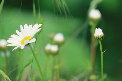 Close-up of white flower blooming outdoors