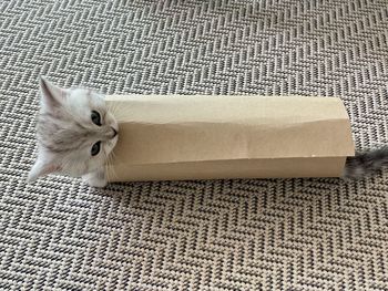 High angle view of cat on rug