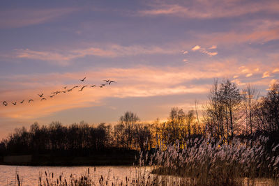 View of calm lake against bare trees