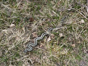 Full frame shot of dry grass on field