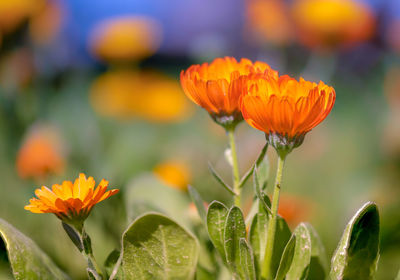 Close-up of orange flowering plant