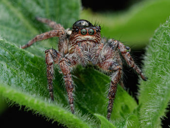 Portrait of carrhottus jumping spider 