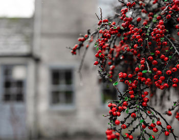 Close-up of red berries growing on tree