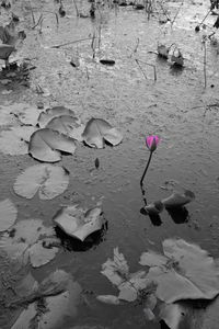 High angle view of water lilies on lake