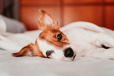 Portrait of dog lying down on bed