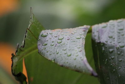 Water drops on a green banana leaf, highly detailed close-up shot