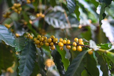 Close-up of fruits growing on tree