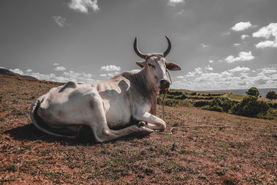 View of a horse on field