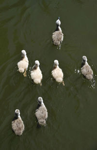 High angle view of ducks swimming in lake