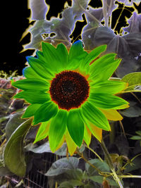 High angle view of flowering plant