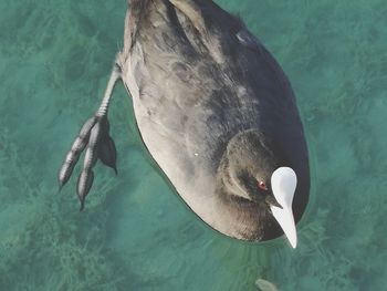 High angle view of swan swimming in lake