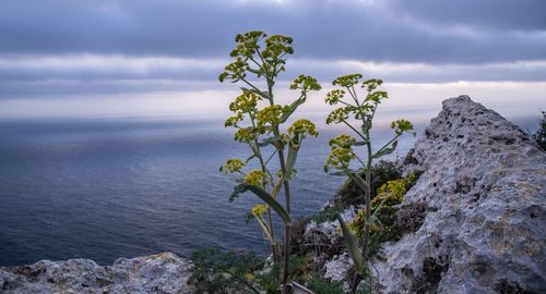 Plants growing on rocks by sea against sky