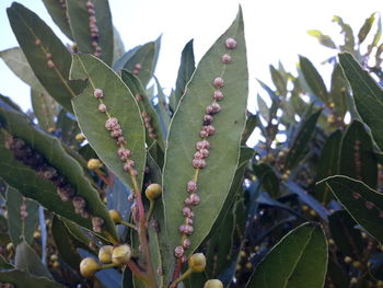 Close-up of plants