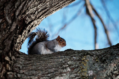 Squirrel on a branch.