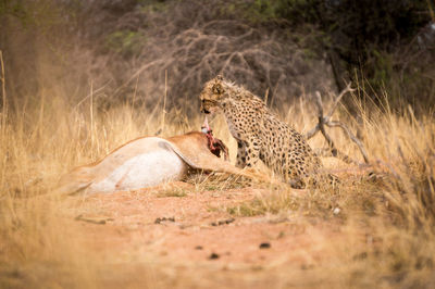 Cheetah feeding on an impala in namibia