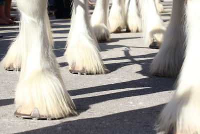 Close-up of white swan