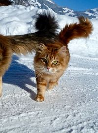 Portrait of cat on snow