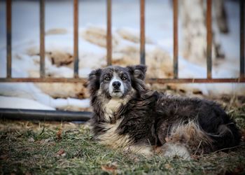 Portrait of dog relaxing on field