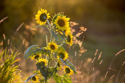 Close-up of yellow flowering plant on field