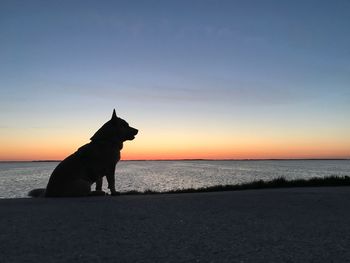 Silhouette dog on beach against sky during sunset