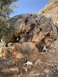 Low angle view of sheep on rock