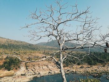 Close-up of tree against clear sky