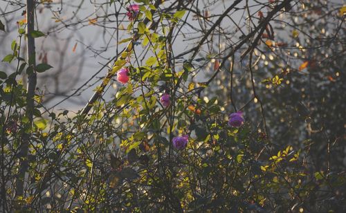 Close-up of purple flowering plants