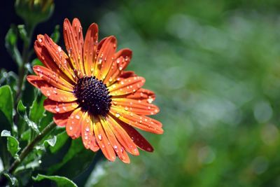 Close-up of wet orange flower