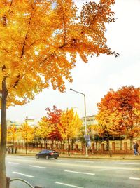 Road passing through autumn trees