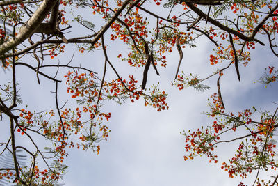 Low angle view of cherry tree against sky