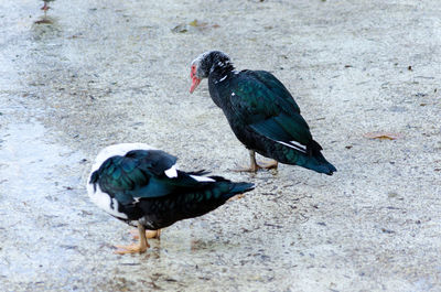 Close-up of bird perching