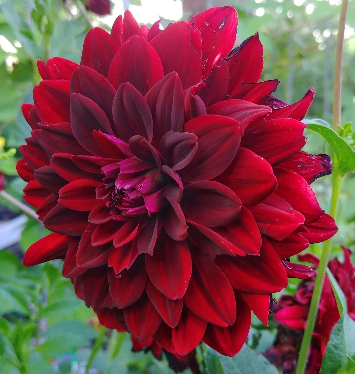 CLOSE UP OF RED DAHLIA