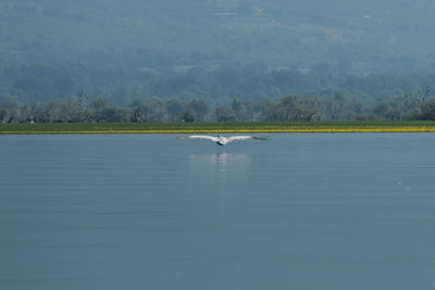 Scenic view of lake