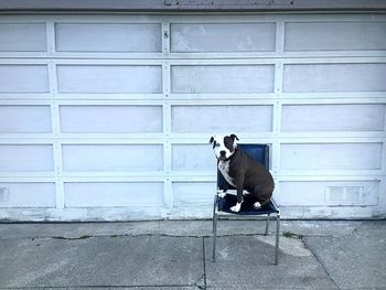 Horse sitting on brick wall